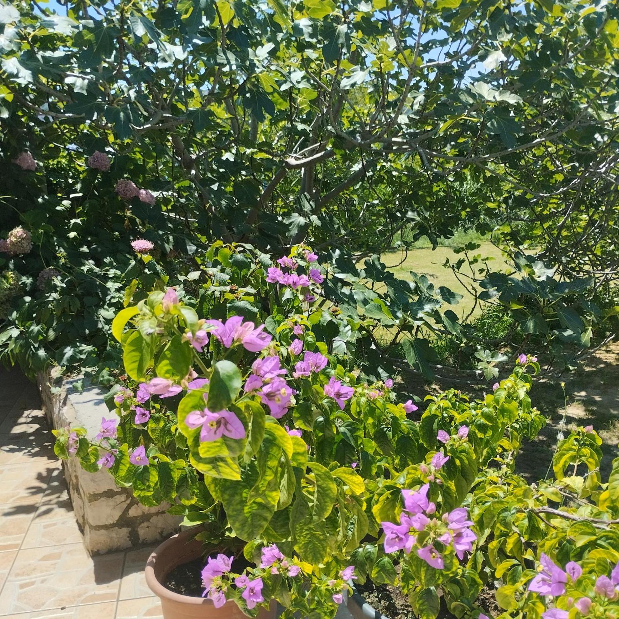 Apartmani Gero Lopar Exteriér fotografie